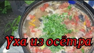 кубанская уха из осетра,#осетр#уха#пп#зож#вкуснятина#казан#