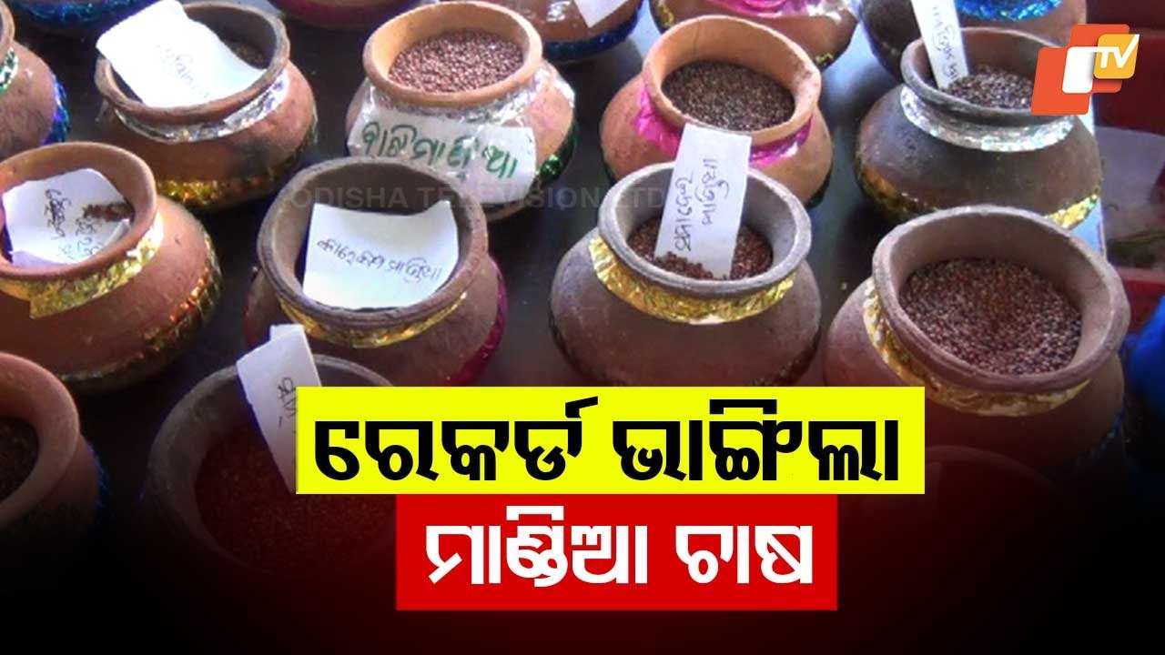 Koraput Breaks 7-Year Record in Mandia Procurement; Farmers Receive Timely Payments