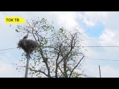 \"სკოლაში არ დავდივართ, რადგან ვმუშაობთ და წივას ვჭრით.\"