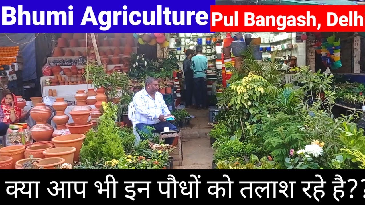 शहतूत यहाँ मिलेगा ✔️||#youtube #plantnurseryvisit  #gardening 