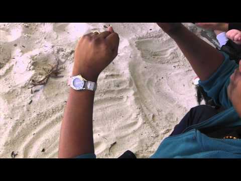 Animal Tracks