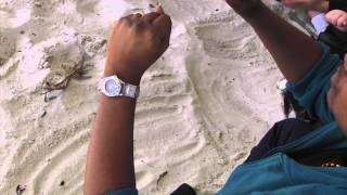 Animal Tracks