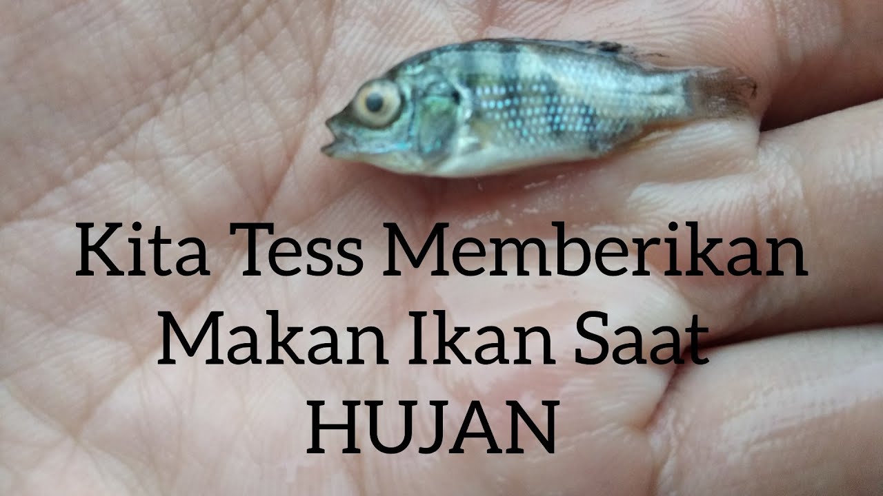 Reaksi Ikan saat hujan turun - apakah berbahaya bagi ikan Nila ??