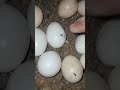 Chik hatching video