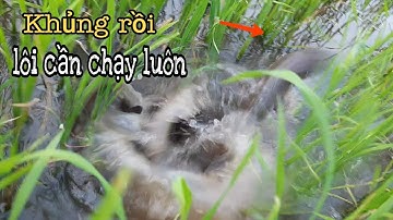 Cắm câu trên ruộng cá dính quá lố | Bông lúa Miền Tây