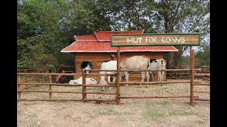 Best building : Build completely hut for cows by using bamboo with mud roof