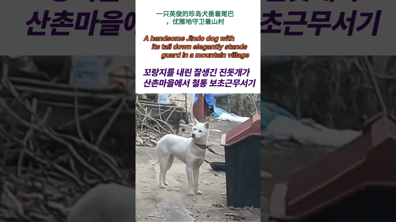 꼬리를 우아하게 내린  잘생긴 진돗개가 시골마을에서  철통 보초근무서기 A handsome Jindo dog with its tail down elegantly