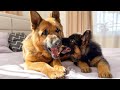 German Shepherd and German Shepherd Puppy Playing [Cuteness Overload]