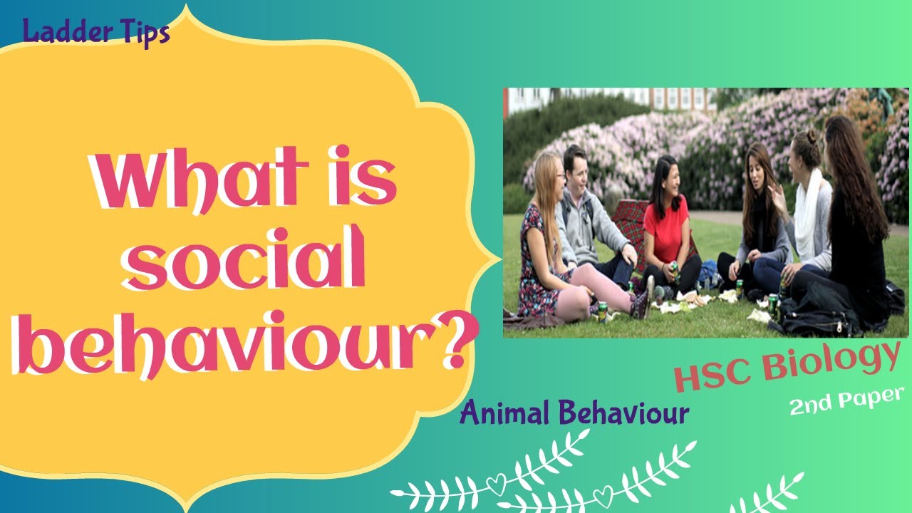 What is social behaviour? Animal Behaviour HSC Biology Ladder