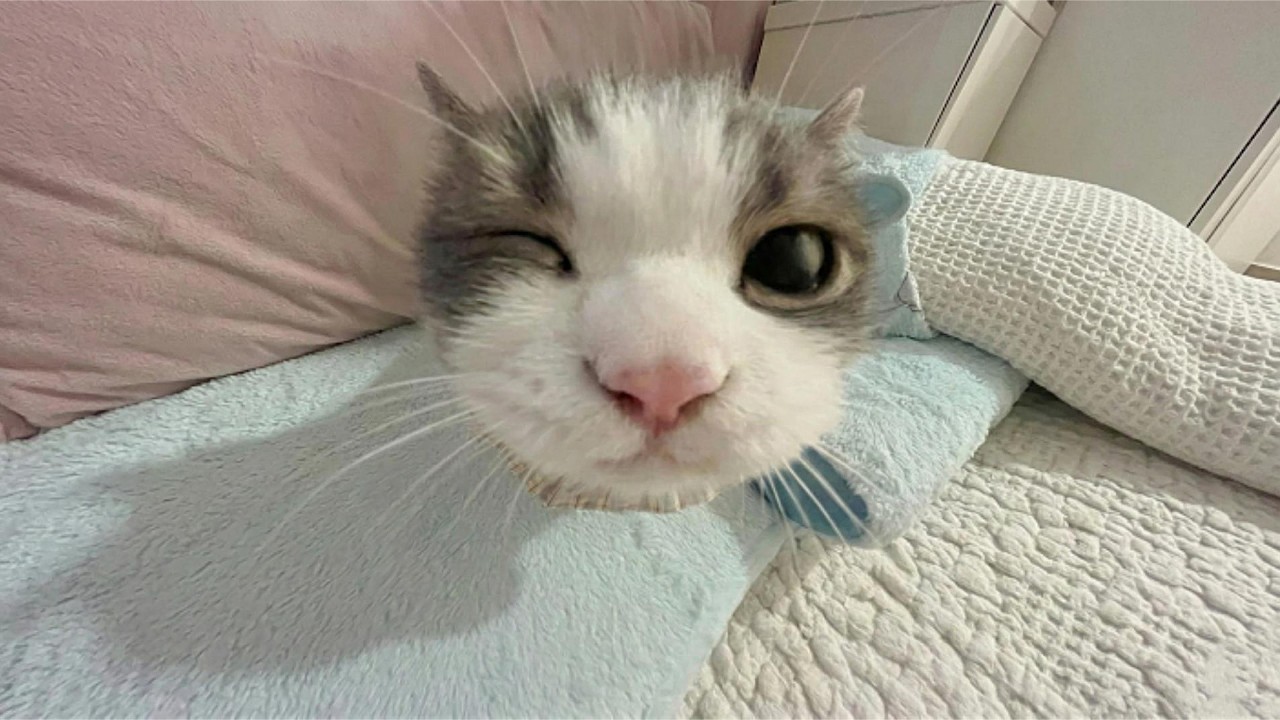 catです！ YouTube