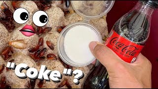 Ive Switched My Roaches To Coke