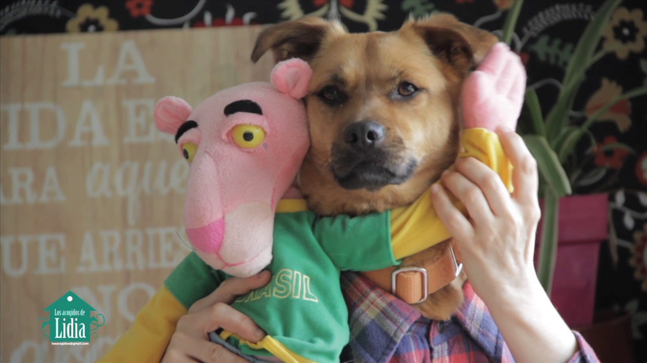 Resultado de imaxes para "Tu perrito" - versión de DESPACITO