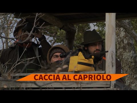 Caccia di selezione al capriolo in Valle di Fiordimonte