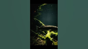 🤯 GIANT Fish in Amazon?! You Won