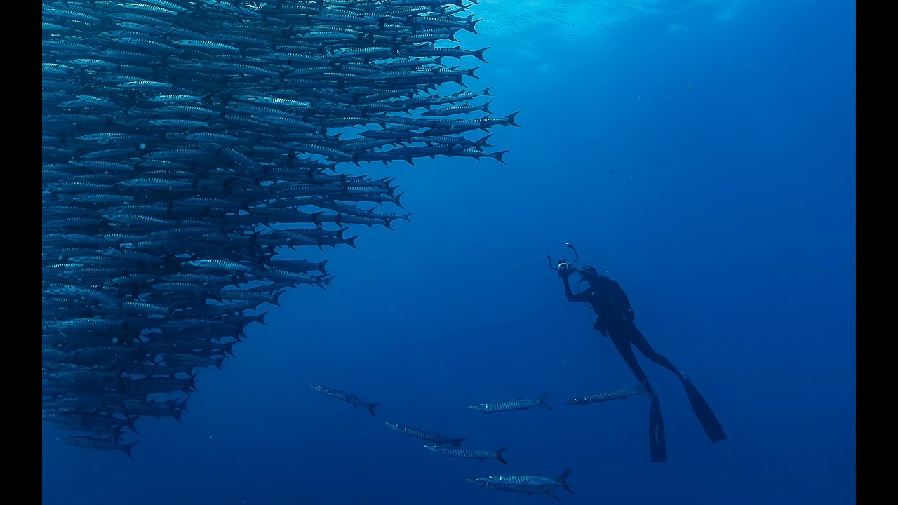 Diving Borneo 4k -  Extradivers Maratua Atoll