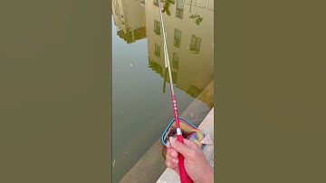 CÂU RÔ PHI NHỎ KHÓ HƠN RÔ PHI TO MÙA ĐÔNG NÀY | CÁCH GIẬT RÔ PHI NHỎ MỎI TAY...#rophilaoquy