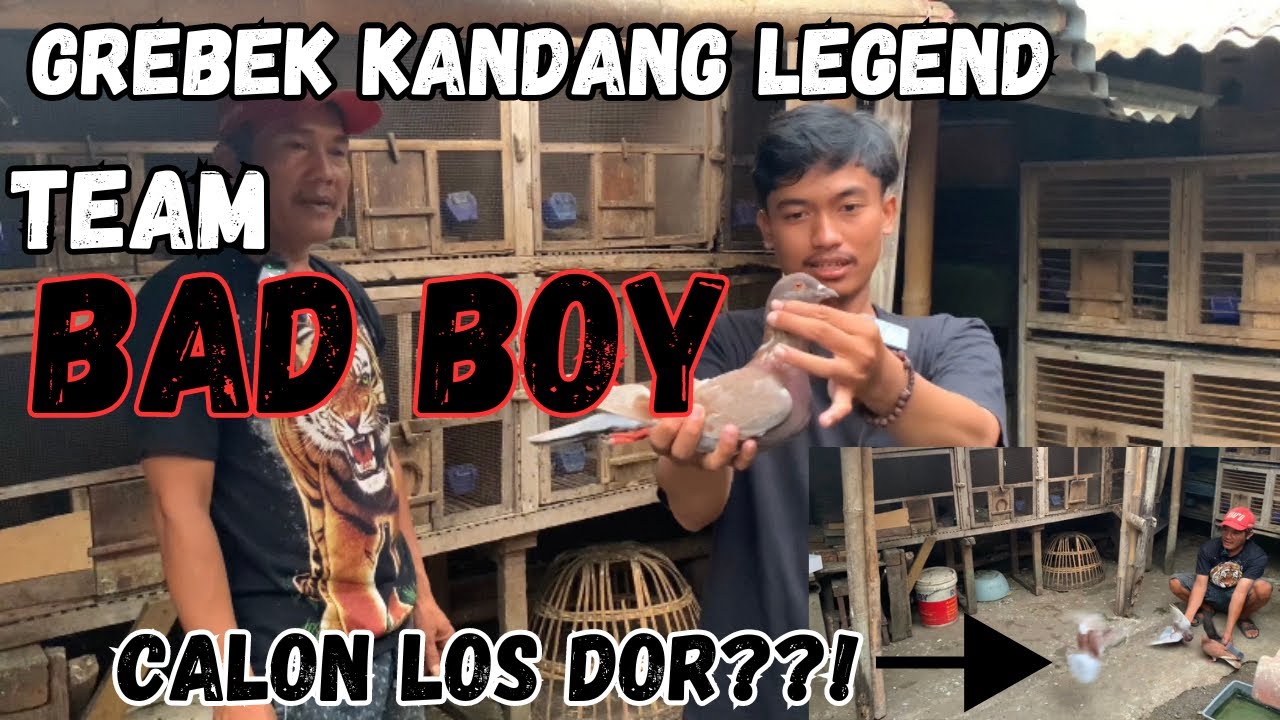 GREBEK KANDANG LEGEND TEAM BAD BOY || SAMBIL TES PIYIKAN‼️