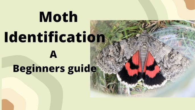 Clothes moths identification guide