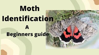 Beginners guide to Moth Identification and Anatomy