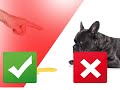 5 Reasons Your Dog is Peeing in the House 5 Reasons Your Dog is Peeing in the House