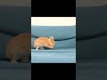 バウンドが過ぎるウサギが可愛すぎた…