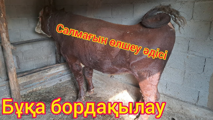 Лесбиянкалар той көйлегімен жыныстық қатынасқа түседі Биатлоншылардың эротикалық фотосуреттері