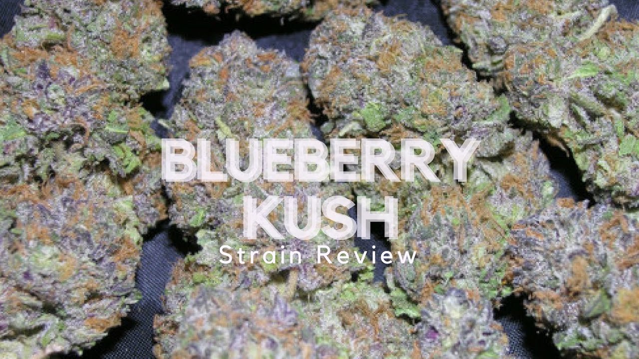 Blueberry Kush Strain | Marijuana Strain Reviews | AllBud