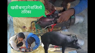 बंगुरको पाठा खसी पार्ने सजिलो तरिका हेर्नुस सिक्नुस Bangur Ko Patha Khasi Parne |B B Bangur Farm|