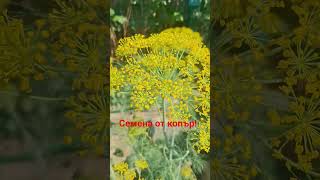🌱 Семена от копър - антиоксиданти, флавоноиди и минерали като: калций, желязо; магнезий и калий.