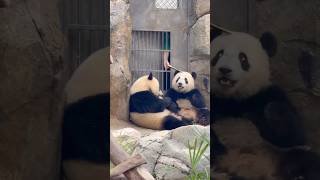 Nanny giving JiaJia a special treat after her bamboo “robbed” by little bro😋🐼 #panda #shorts #fun