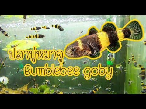 ปลาบู่หมาจู ปลาสวยงาม ตัวเล็กน่าเลี้ยง Bumblebee goby 30/7/63