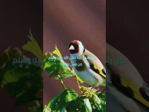 إذا نسيت الصلاة فصليھا إذا تذكرته العلم خير