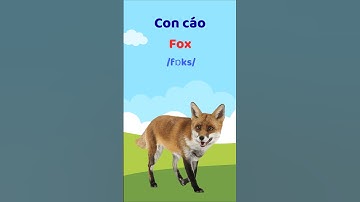 Con Cáo - Học từ vựng tiếng Anh #thaytuvuitinh