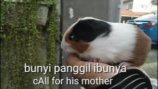 Pelbagai bunyi arkus/ various sounds of guinea pig