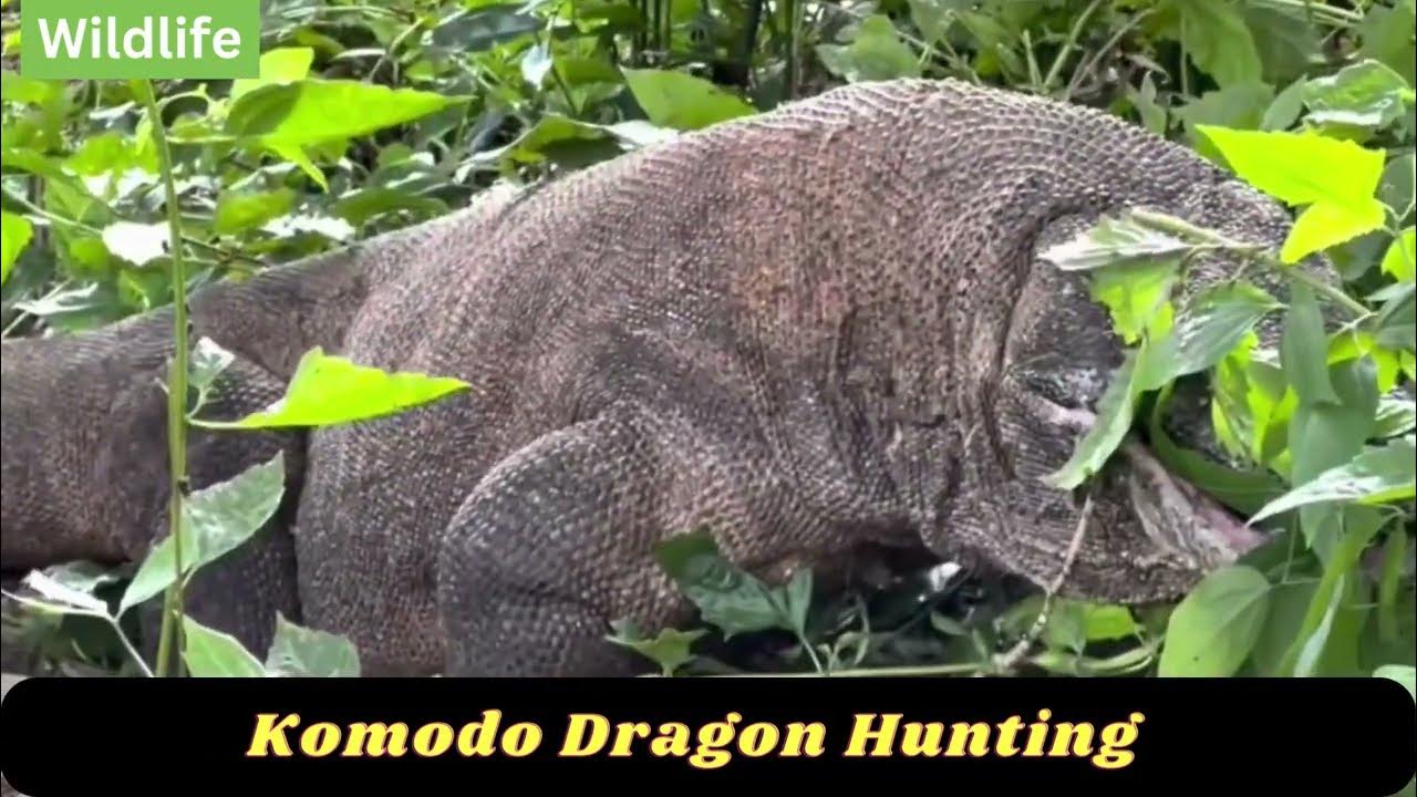 How Komodo Dragon Hunting? | Komodo Dragon Attacks | Komodo Dragon