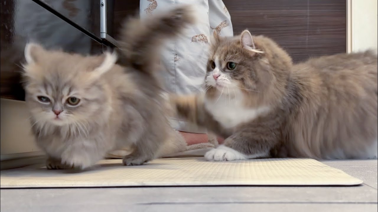 ごはんの時間になるといつもこうなります