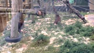 Bornean Orang Utans At Twycross Zoo