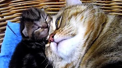 Watch the video about Mother Cat talking and takes care of Meowing Kittens | Generation "N"
