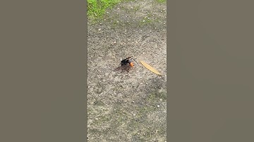 Cuộc đụng độ giữa ông Bắp Cày và con Nhện