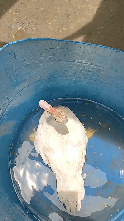 ligo SI puti😂😍😍
