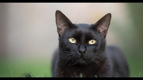 Lucruri pe care puțini oameni le știu despre pisicile negre. Ce putere nebănuită au