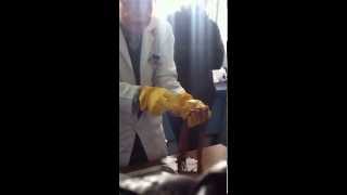 Lab (CNS) anatomy 5