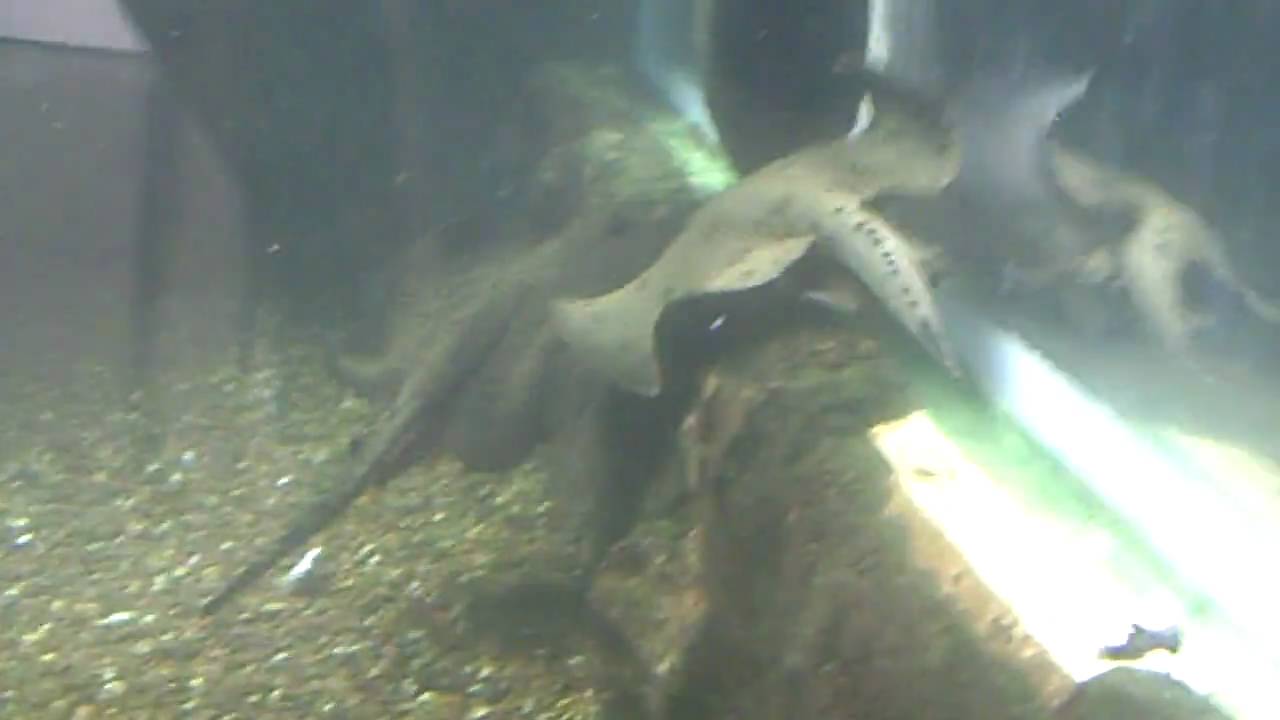 MMZoo Aquarium