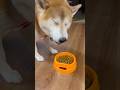ヨーグルト 柴犬タロウ #柴犬 #柴プー #しばわんこ #shibainu