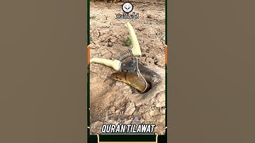 shorts Quran Tilawatshort quran tilawat with banglatranslation#short #shortvideo #shorts #shortsvide