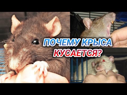 Видео: Кусаются ли полевые крысы?