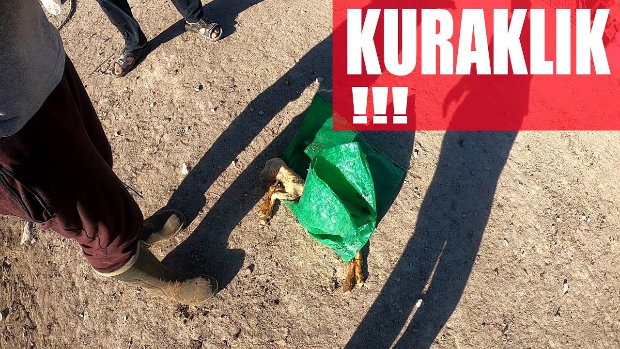 YAVRU ATMA VAKALARI İLE KURAKLIĞIN NE İLİŞKİSİ VAR??? | (KURAKLIK KAYNAKLI HASTALIK!!!)