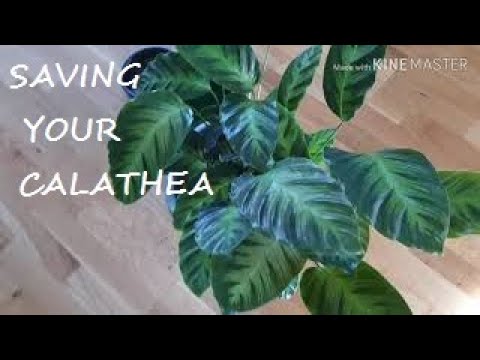 Video: Calathea - kućna njega