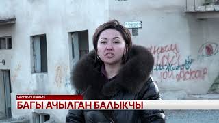 картинка: Багы ачылган Балыкчы