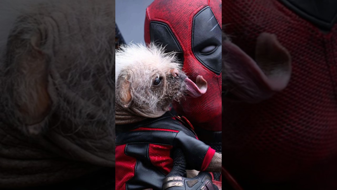 🤩The most famous dogs of Hollywood.